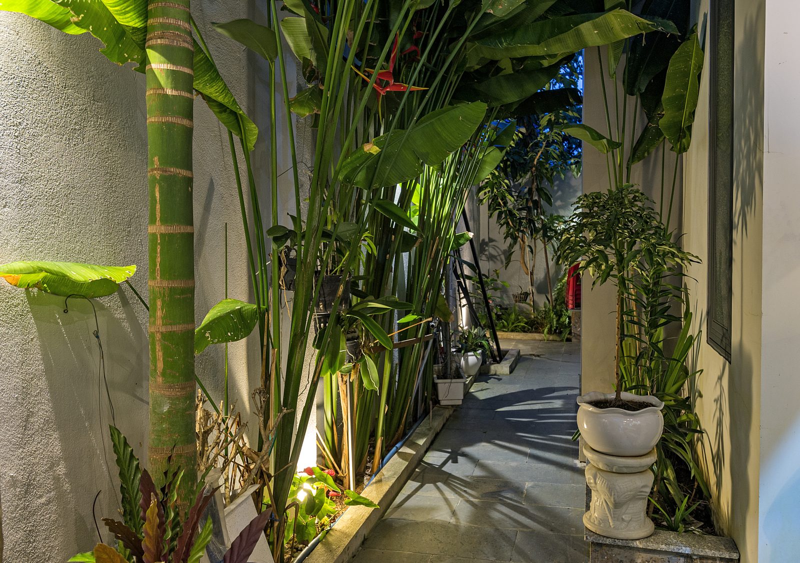 Narrow garden passage with tall heliconia and uplit plants at night
